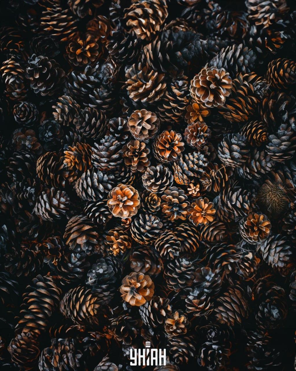 Moramo pronaći ježa među čunjevima / Moje kolaž