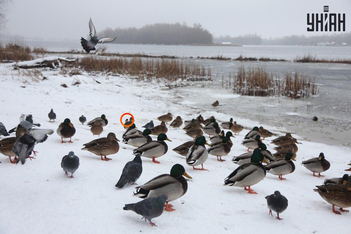 Vrabac se skrivao blizu središta optičke iluzije / kolaž s fotografijama Moje