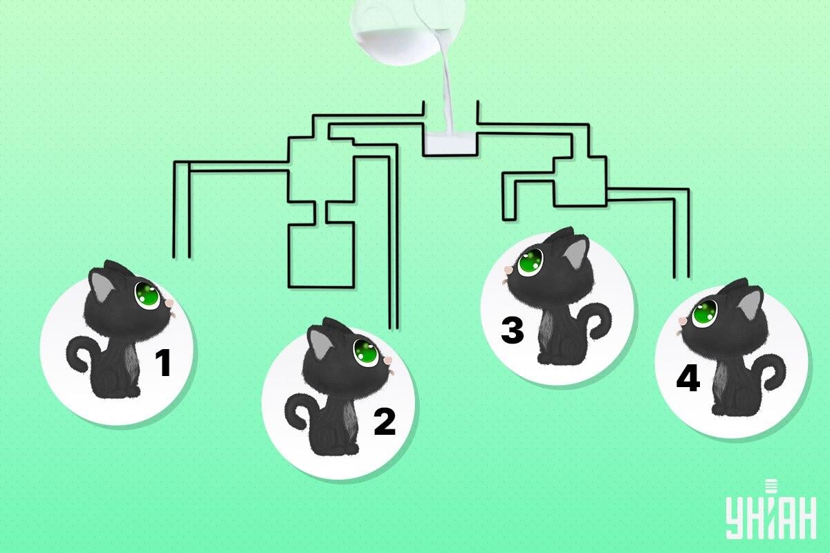 Pronađite mačku koja može prva popiti mlijeko / Moje kolaž