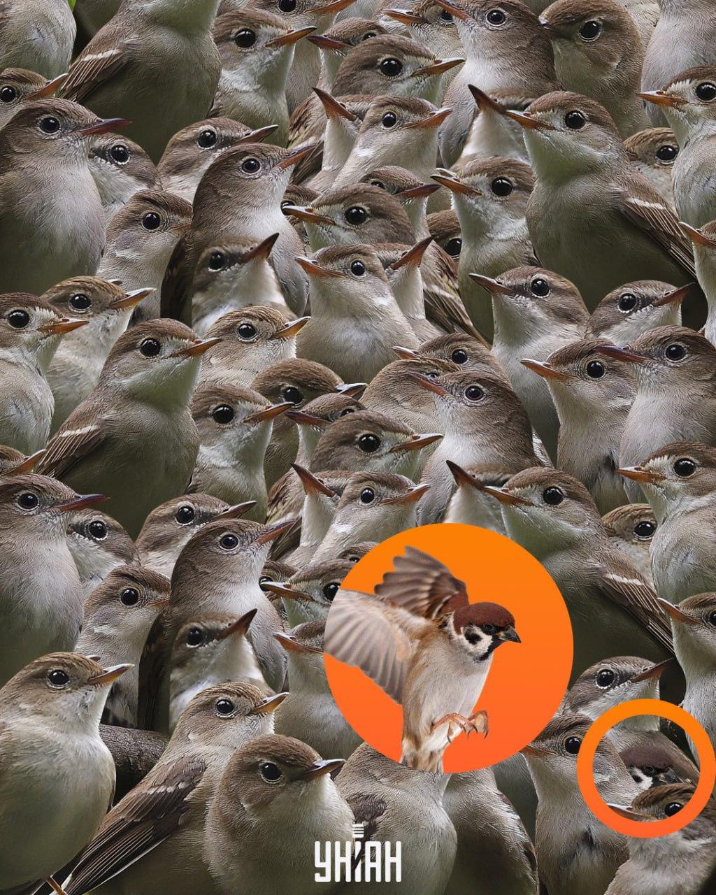 Vrabac je bio na dnu slagalice / Moje kolaž