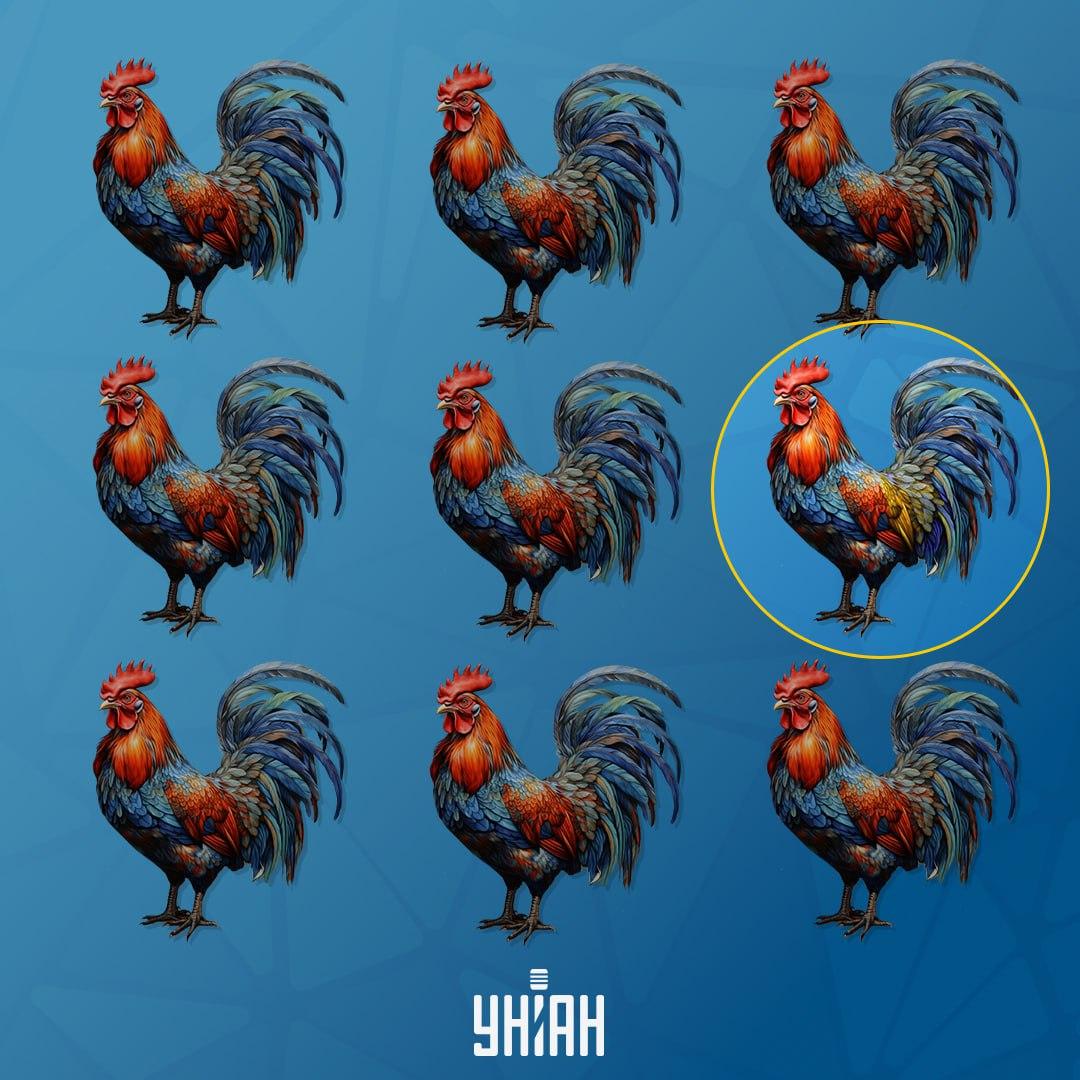 Pijetao, koji se razlikuje od ostalih, bio je lijevo / Moje kolaž