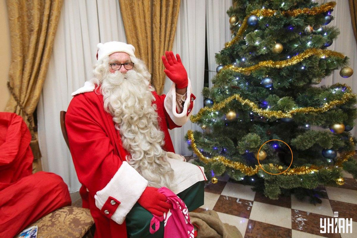 Mačka se skrivala među granama božićnog drvca / kolaž s fotografijama Moje