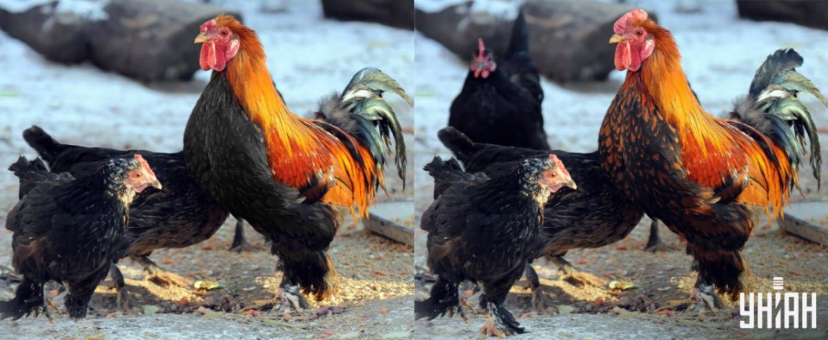 Pronađite sve razlike u 15 sekundi / Moje kolaž