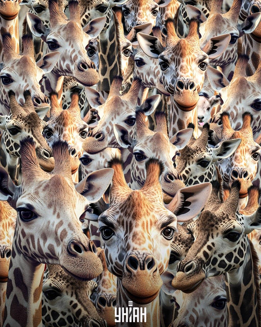 Moramo pronaći neodgojenu kozu / Moje kolaž