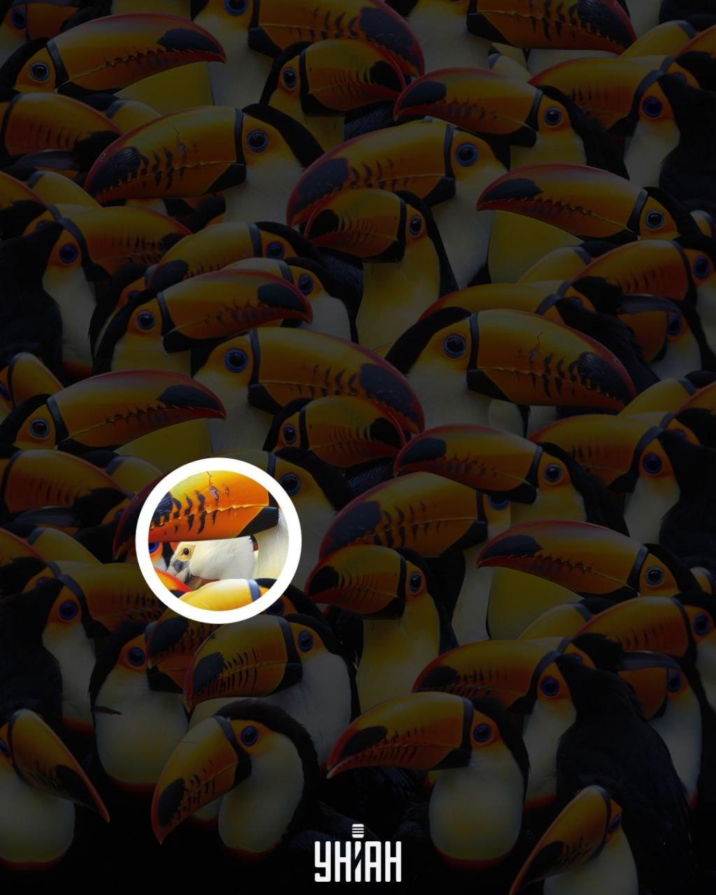 Pelikan je bio nedaleko od središnjeg dijela slike / Moje kolaž