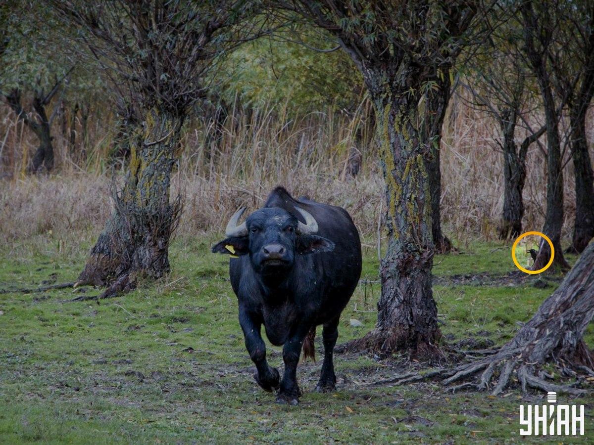 Ptica je bila na lijevoj strani slagalice / kolaža s fotografijom Moje