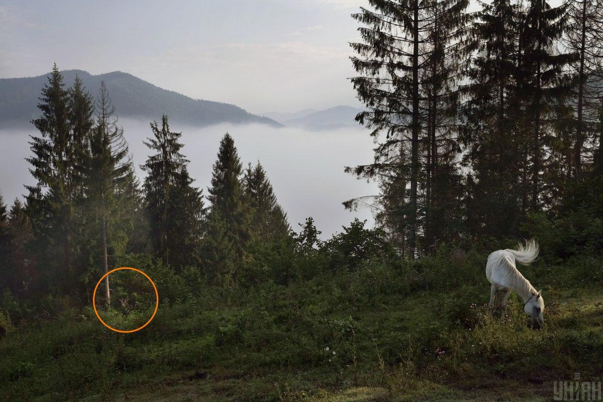 Koza se skrivala u zelenilu / kolaž s fotografijama Moje