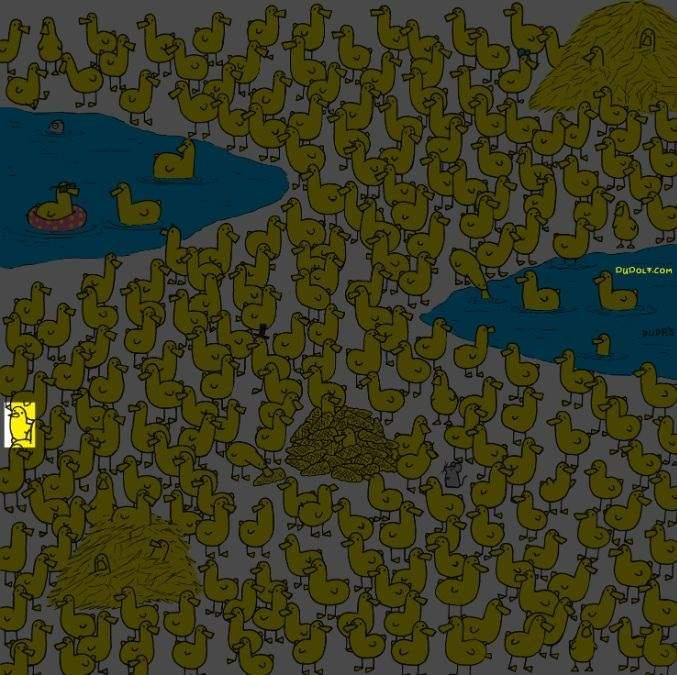 Samo najpametniji će pronaći pile među pačićima za 8 sekundi: nova zagonetka / slika Gergely Dudas