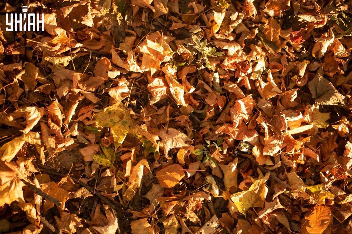 Pronađite žabu na slici u vremenu / kolaž s fotografijama Moje