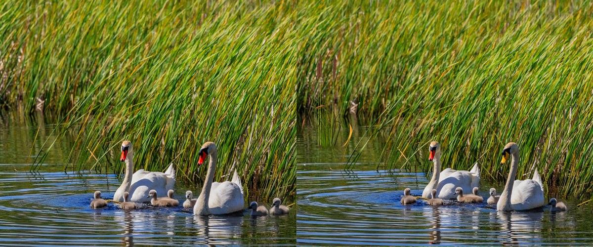 Vrlo brzo pronađite razlike između crteža / kolaža Moje