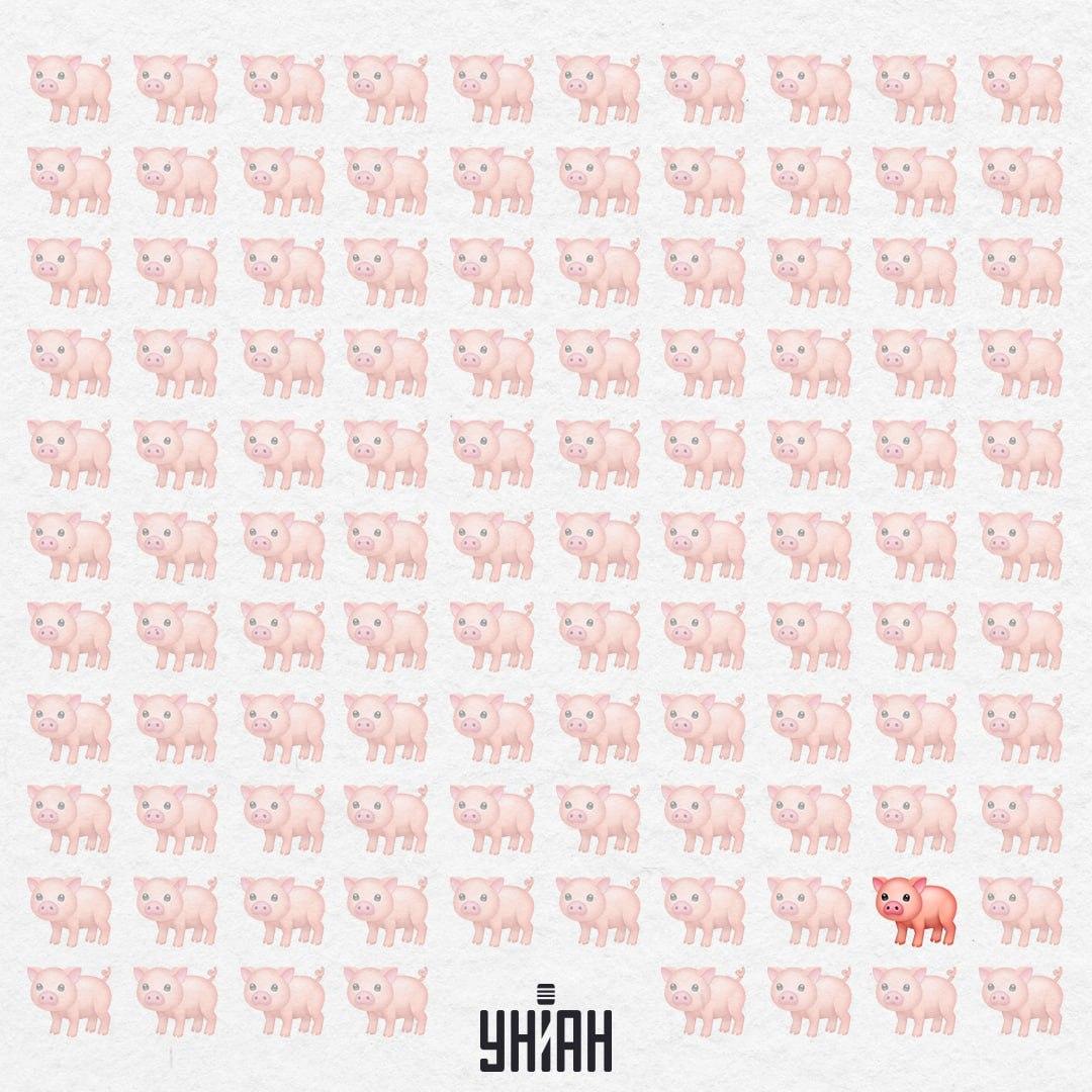 Ova svinja je stvarno čudna, nema ružičasti rep / kolaž Moje