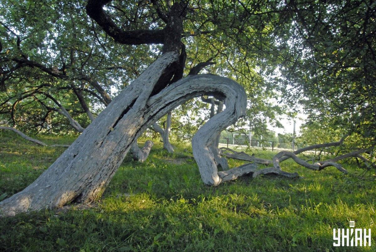 Životinja može biti u bilo kojem dijelu slike / Kolaž Moje