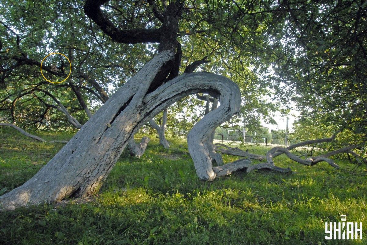 Naša mačka legla je na grane drveta / Kolaž Moje