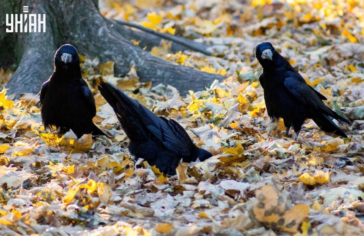 Pronađite žabu na slici vrlo brzo / kolaž s fotografijama Moje