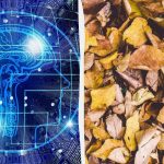 Brzi IQ test s trikom: pronađite tri kornjače među lišćem u 9 sekundi Brzi IQ test s trikom: pronađite tri kornjače među lišćem