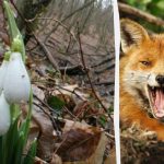 Optička varka pokazat će vam koliki IQ imate: trebate pronaći