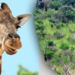 Pronađi sve životinje na slici u 10 sekundi: zagonetka koju ne može svatko riješiti Pronađi sve životinje na slici u 10 sekundi: zagonetka koju