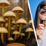 Pronađite 3 razlike u 11 sekundi: brzi IQ test Pronađite 3 razlike u 11 sekundi: brzi IQ test