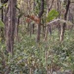 Rebus za one s izvrsnim vidom: trebate pronaći tigra za