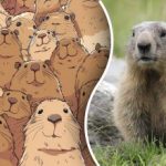 Samo će rijetki pogoditi: trebate pronaći dabra među mnogim kapibarama