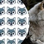 Samo rijetki mogu pronaći vuka: zanimljiva zagonetka za pažnju