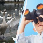 Svatko vidi nijeme labudove, a samo će jedinstvena osoba pronaći