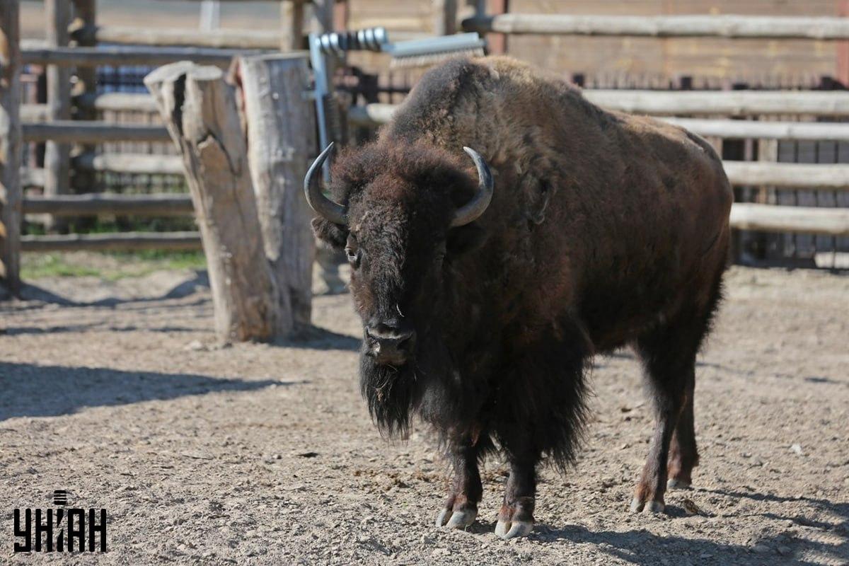 Pokušajte pronaći vrapca na slagalici na vrijeme / kolaž s fotografijama Moje