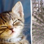 Svi vide pauna, a samo ljudi s visokim IQ-om će pronaći mače za 10 sekundi: čudna iluzija Svi vide pauna, a samo ljudi s visokim IQ-om će