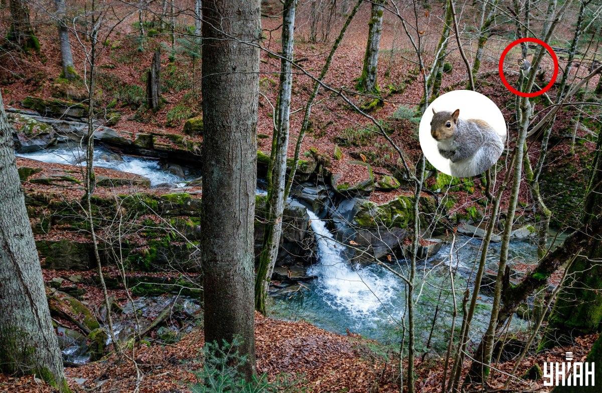kolaž Moje, foto Moje, Nemes Janos