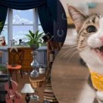 Zagonetka za najpažljivije: trebate pronaći 2 mačke na zbunjujućoj slici